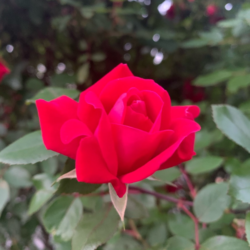 Meet your Posher, GG🌸